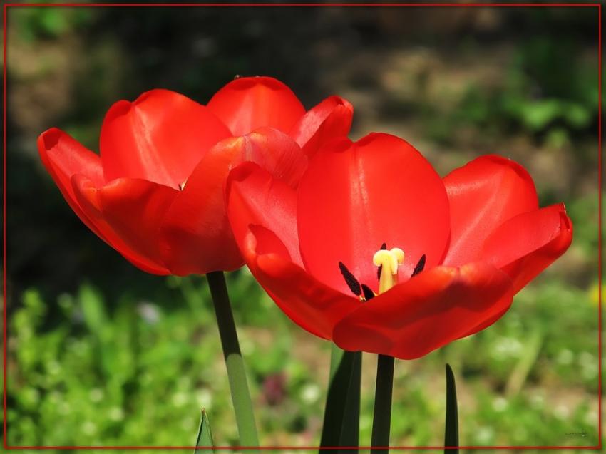 Tulipes 9409b