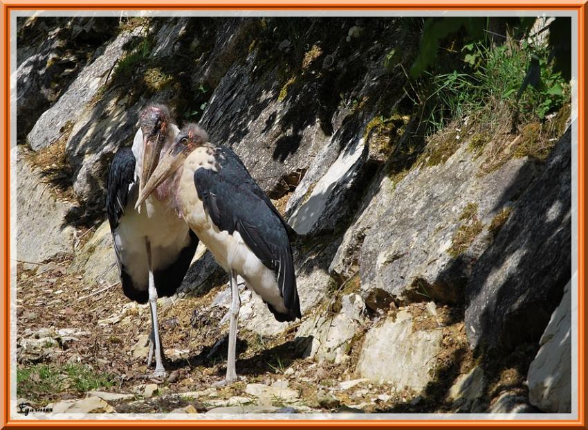 Zoo de Beauval