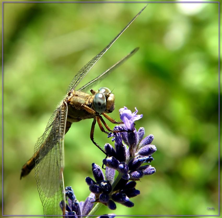 Insecte 7609 2