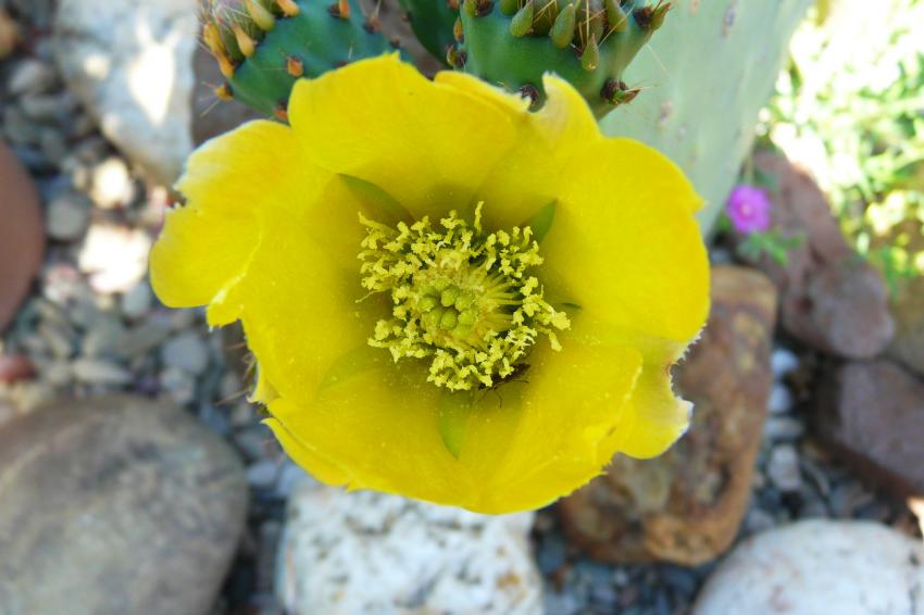 Fleur de figuier de Barbarie