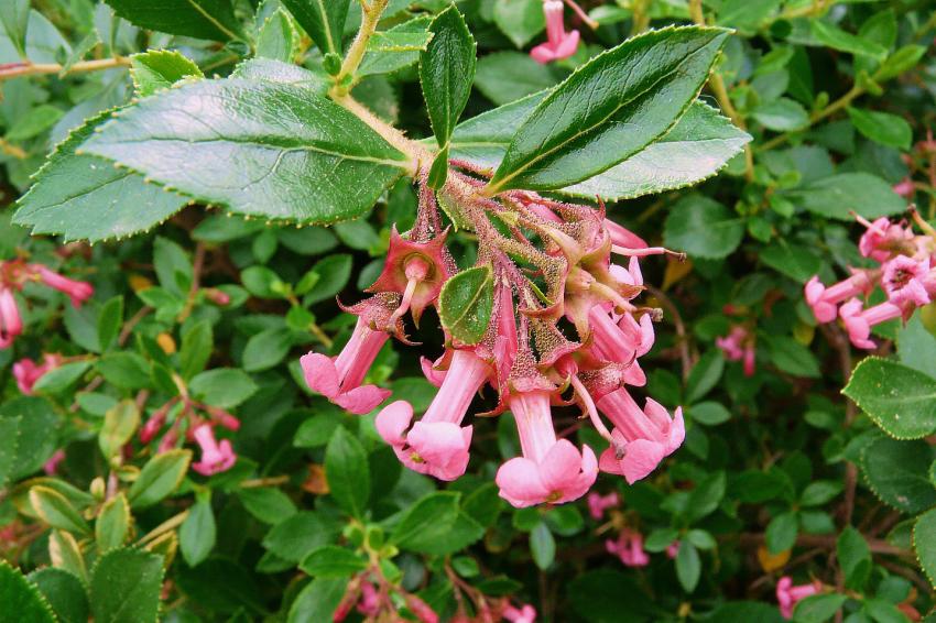 Petites fleurs d'escallonia