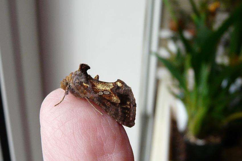 Papillon lambda...