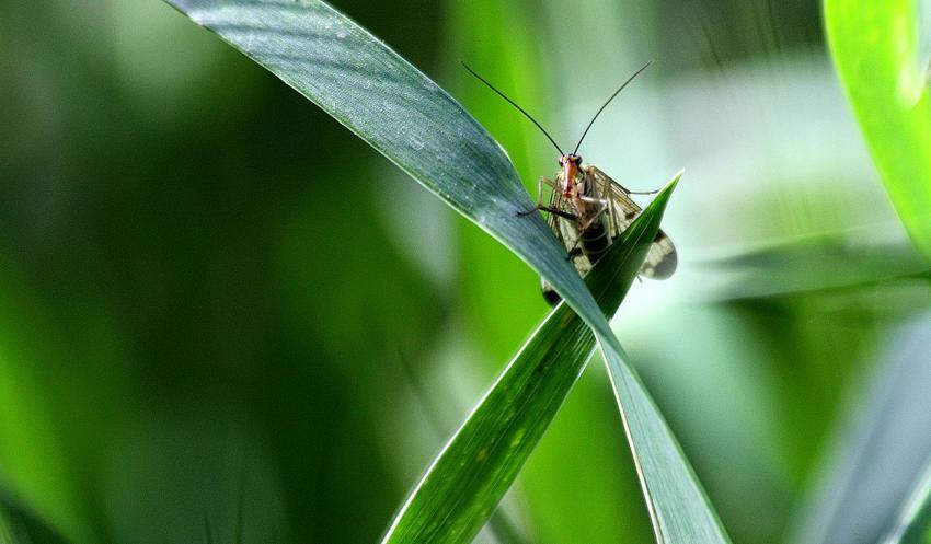 Panorpe (mouche scorpion)