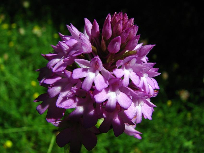 Orchis Pyramidal