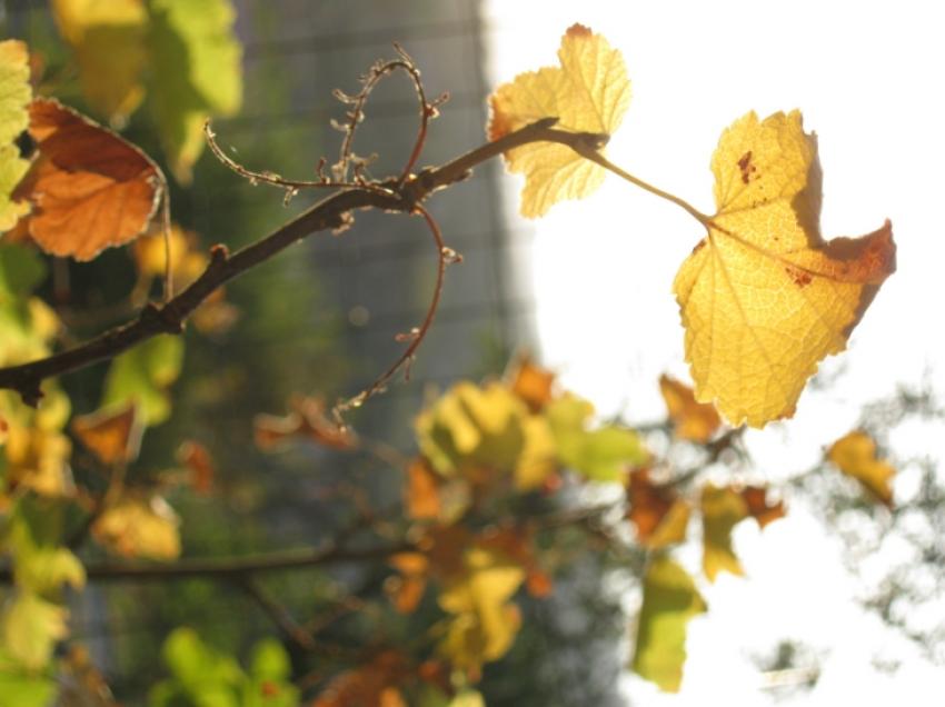 feuille jaune comme le soleil