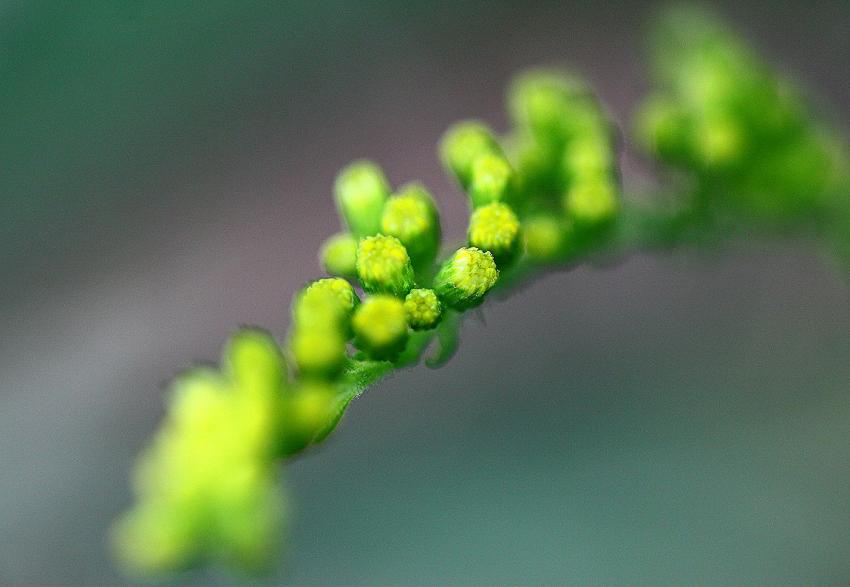 Macro fleur 2