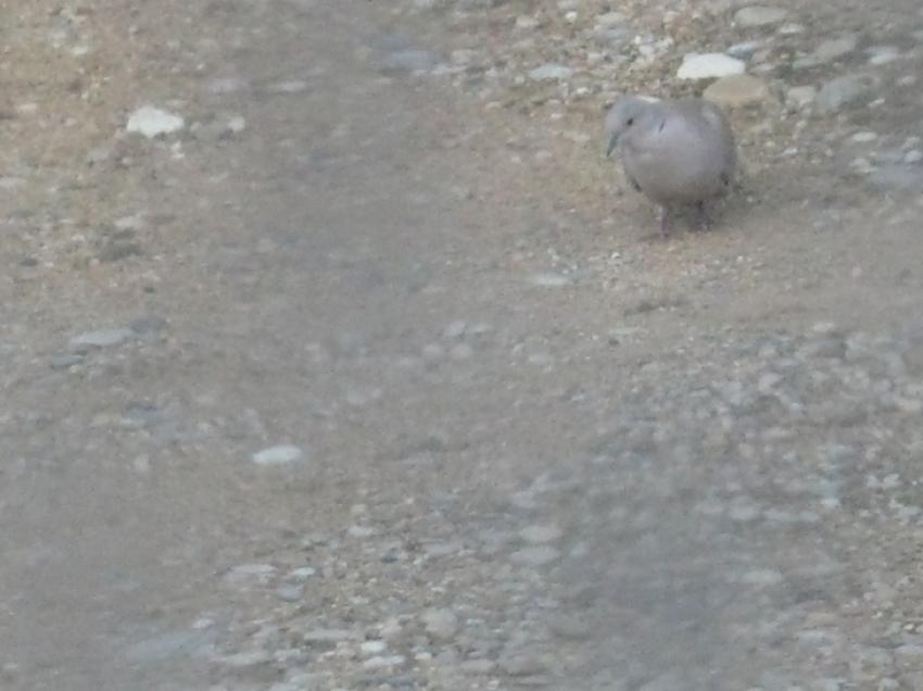 un oiseau en haut à droite