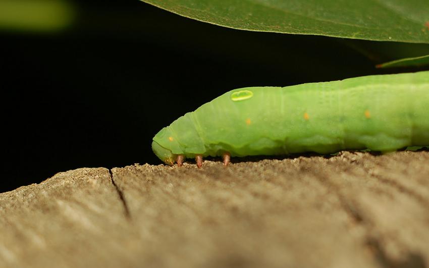 chenille verte