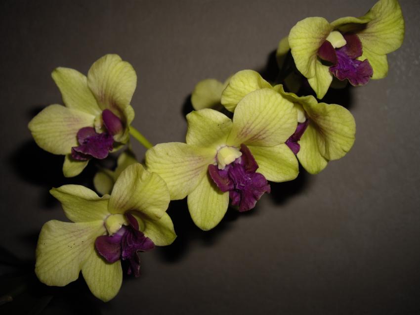 Grappe d'orchides
