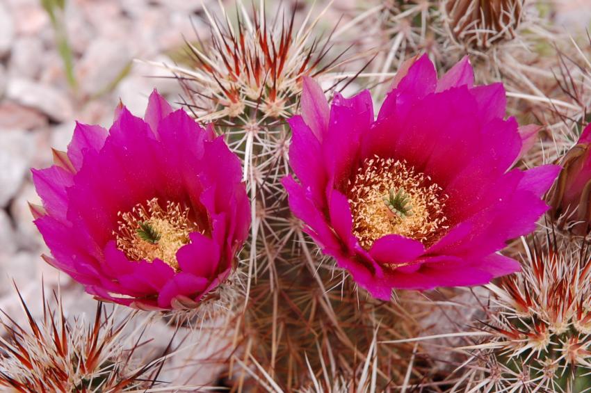 fleur de cactus