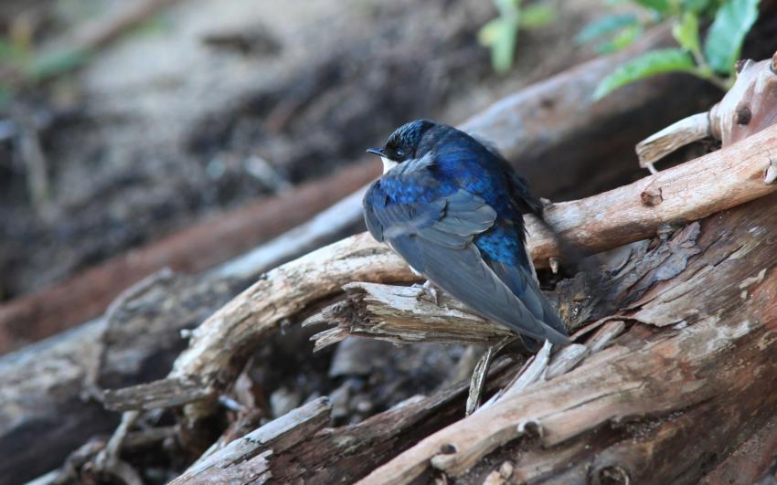 Hirondelle bicolore.