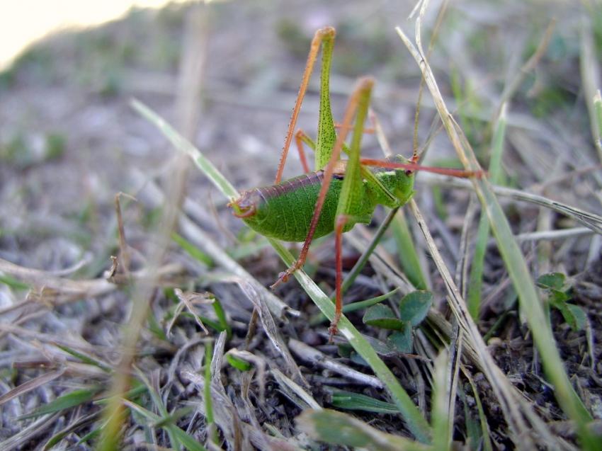 sauttrelle verte