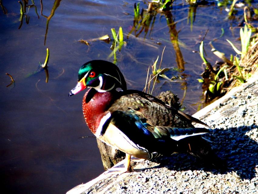 Canard Branchu ou Wood Duck