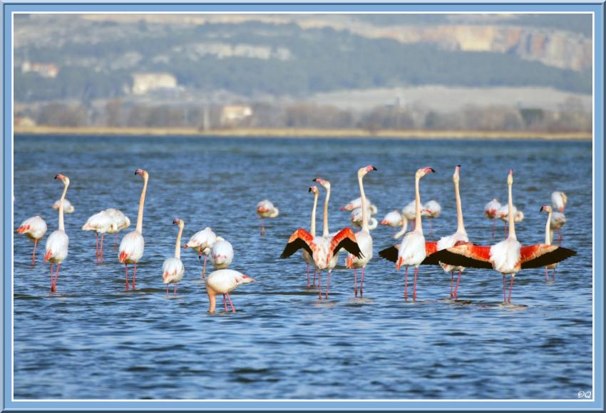 Flamants roses