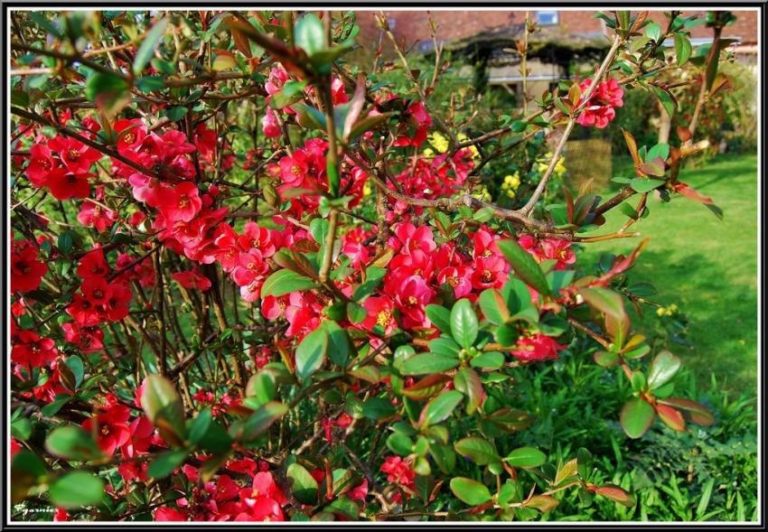 Jardin de printemps.