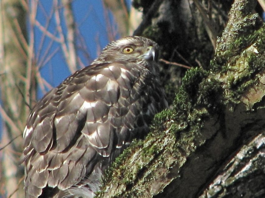 Rapace