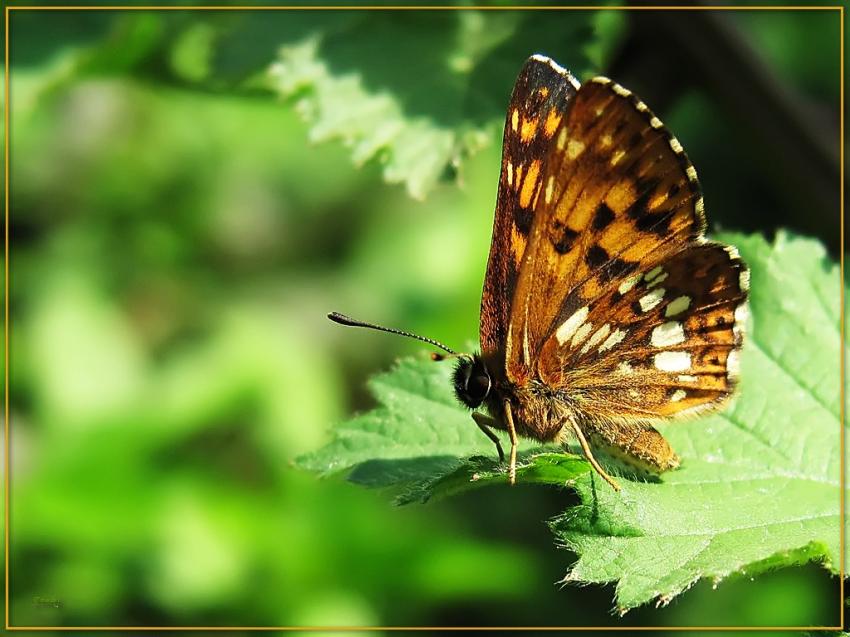 Papillon 25409