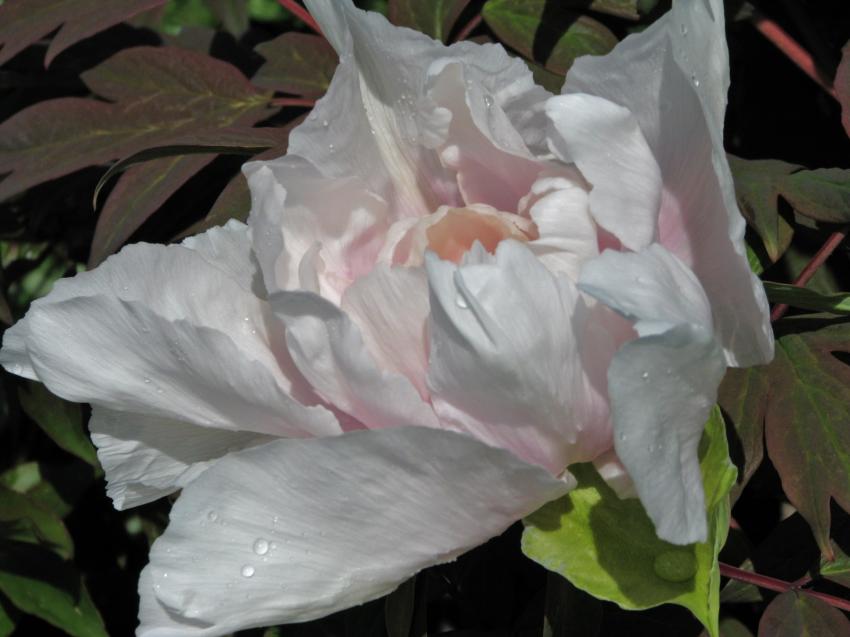 Pivoine
