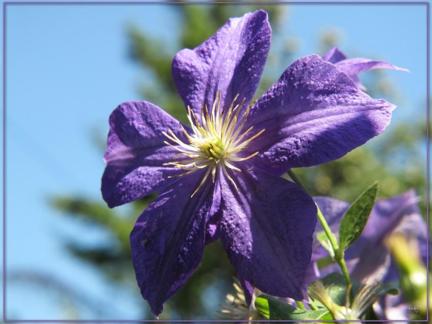 Fleur mauve