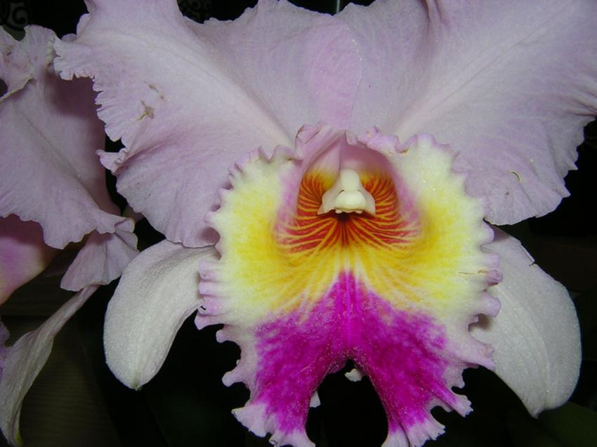 cattleya
