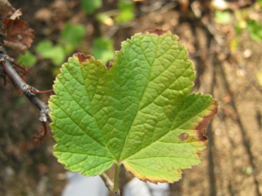 voici une feuille