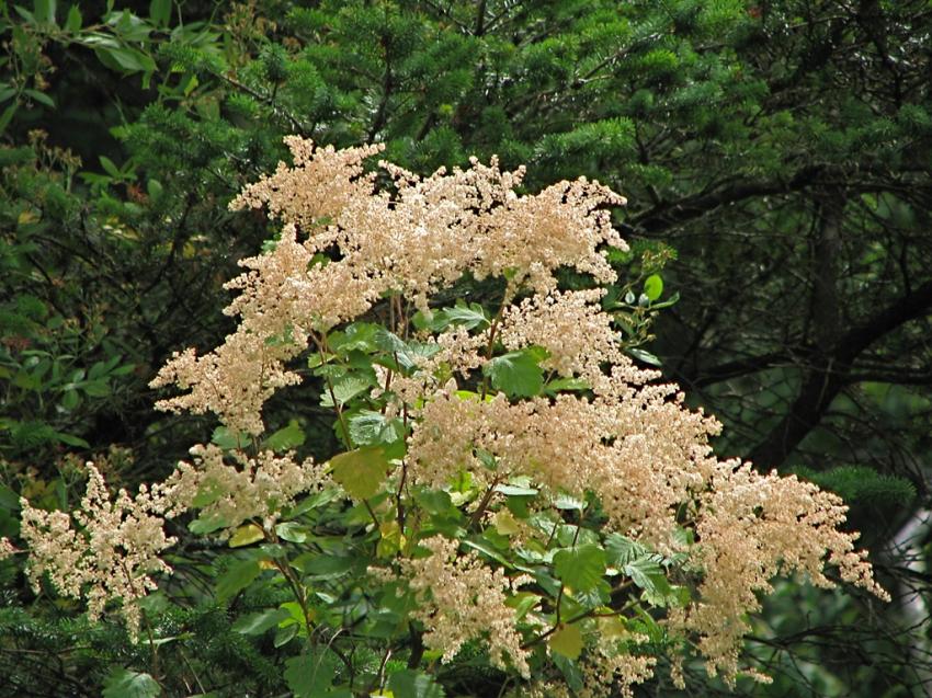 Belle floraison