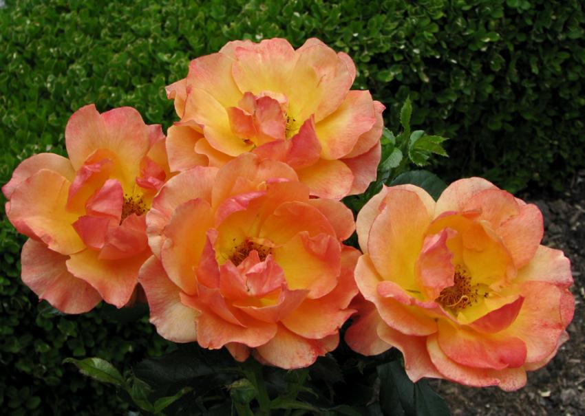Quatre belle soeurs