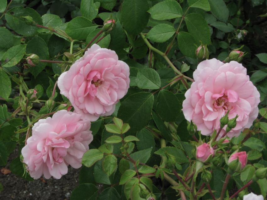 Roses