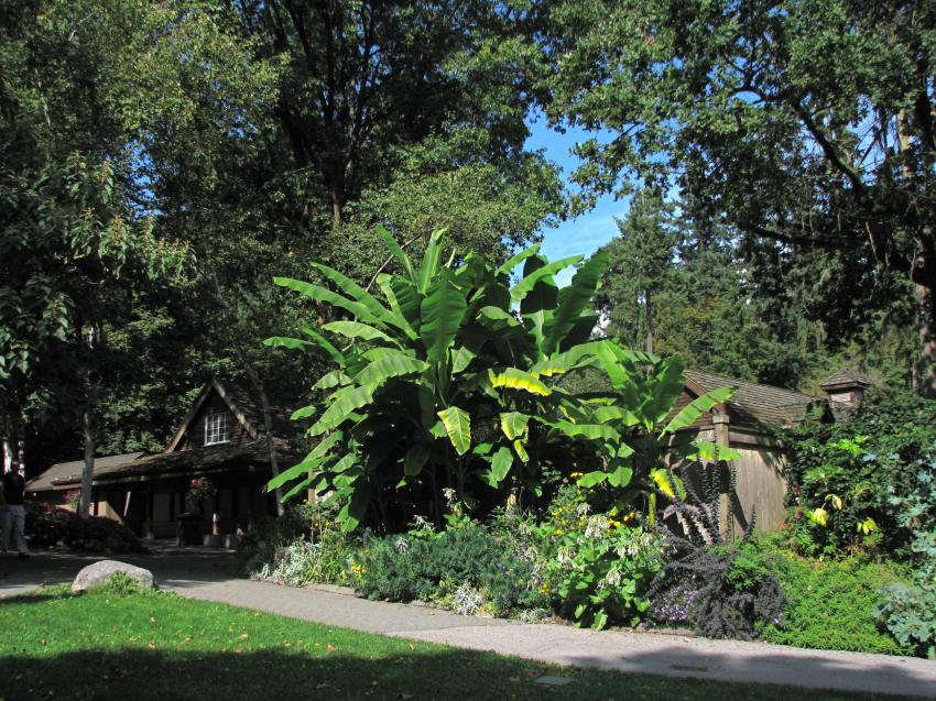 Bananier au parc Stanley