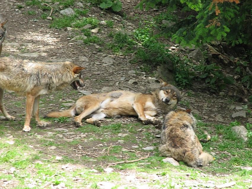 Loups