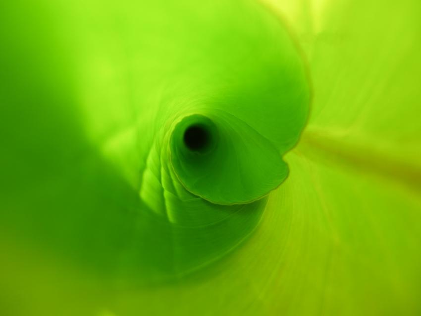 Green picture