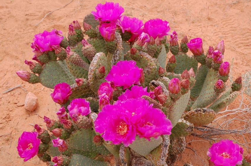 cactus du dsert
