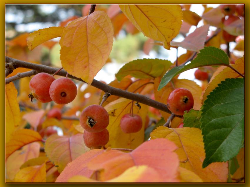 Couleurs d'automne au jardin des plantes