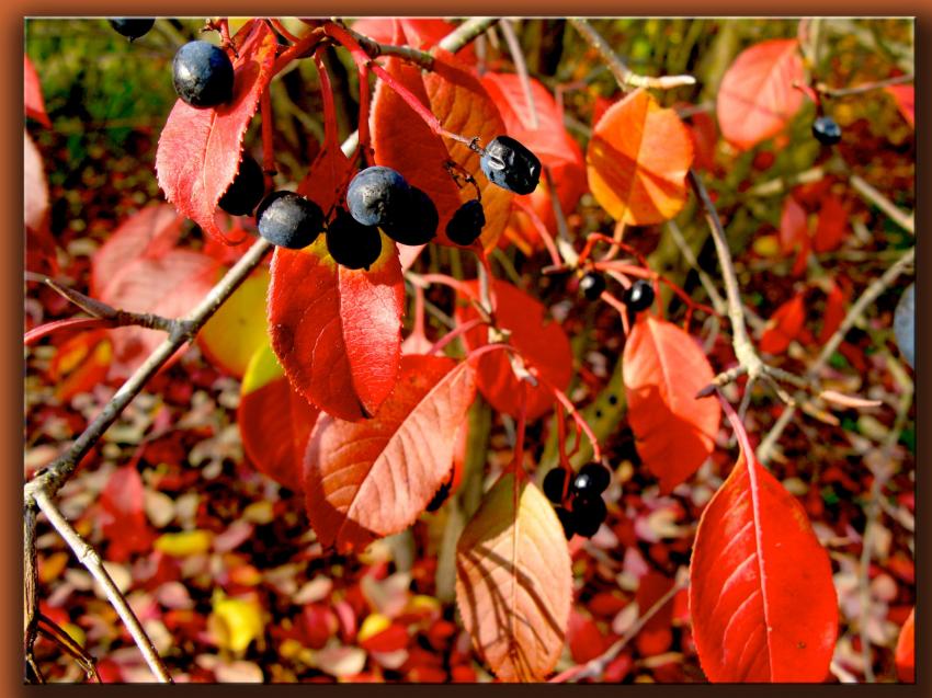 Couleurs d'automne dans le jardin de la reine
