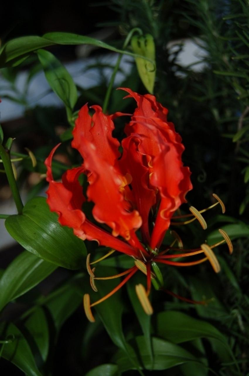 fleurs de tahiti
