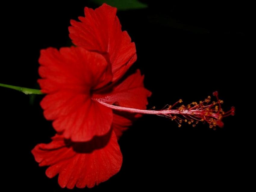 fleurs de tahiti