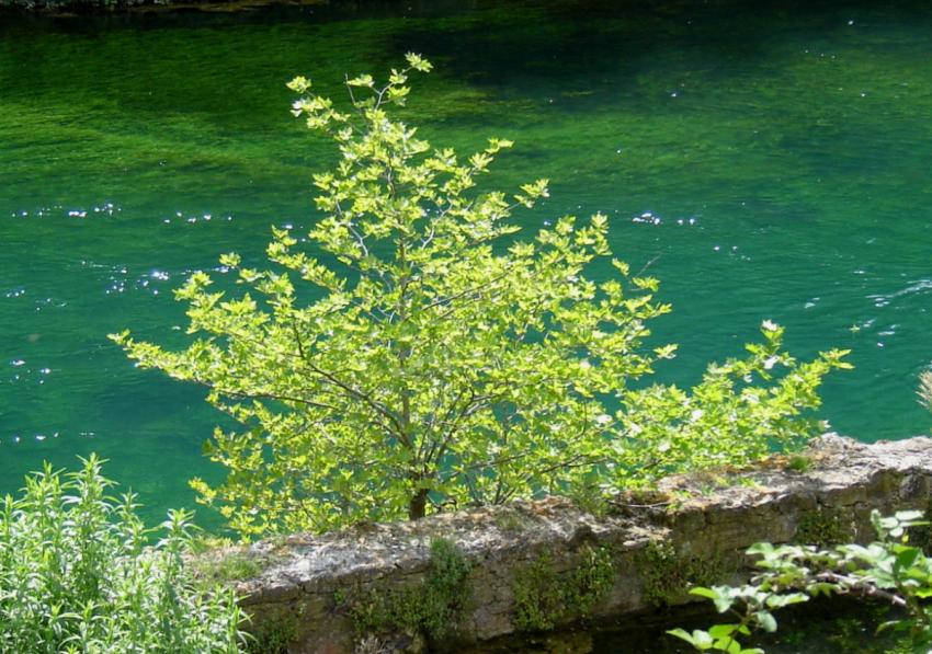 Au bord de la Sorgue.