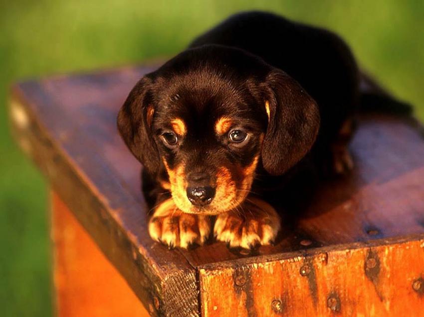 Chiens