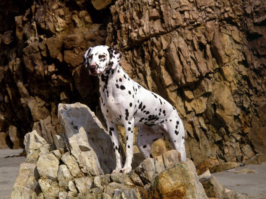 Chiens