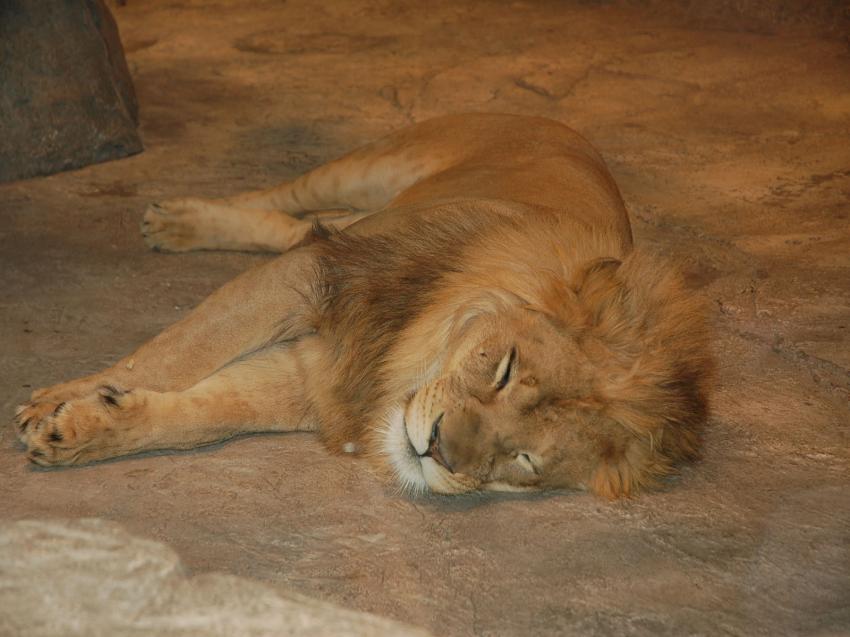 repos du guerrier