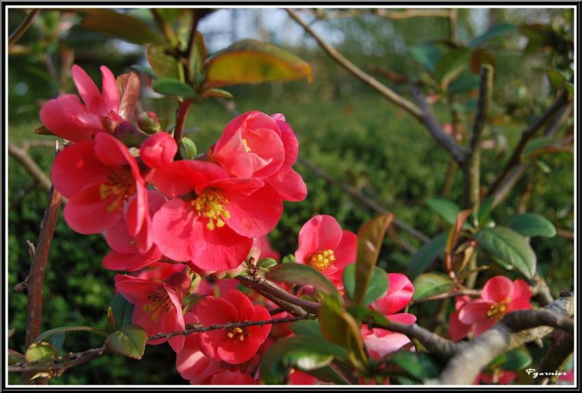 Jardin de printemps.