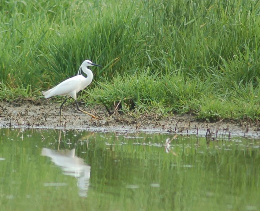 aigrette garzette