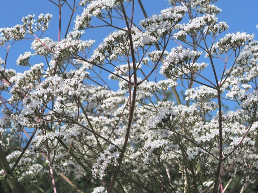Fleurs de jardin