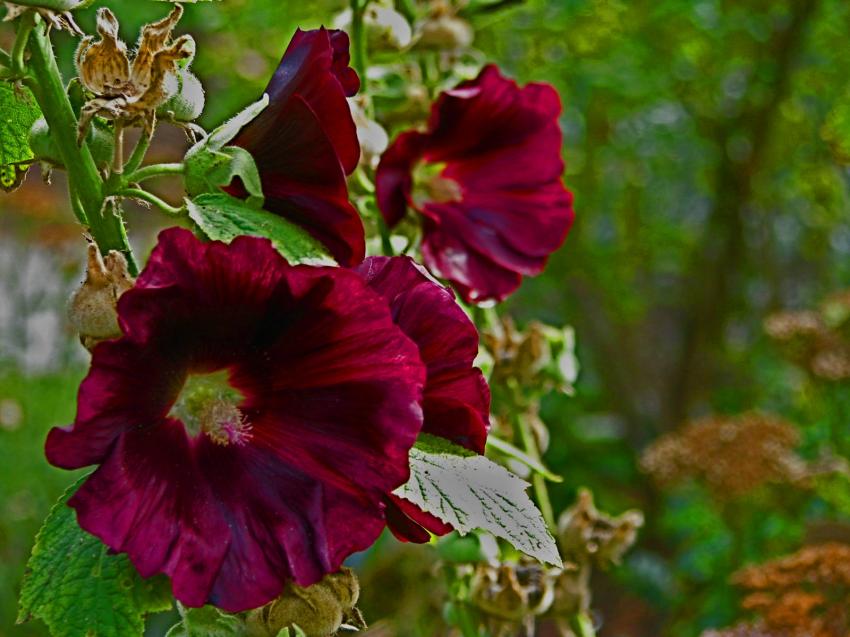 Rose trmire