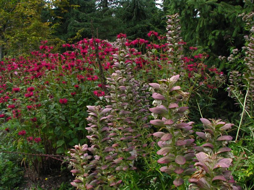 Jardin botanique Van Dusen