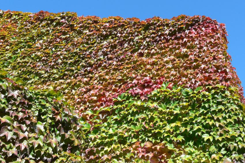 Mur d'automne et ciel d't