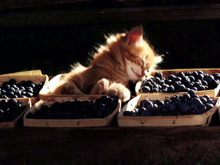 chat