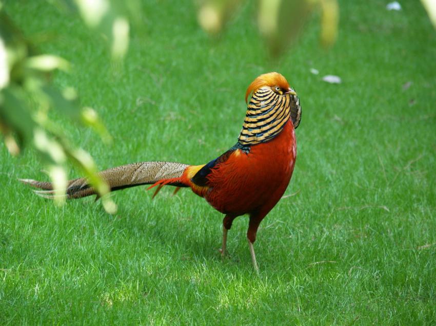 Oiseaux