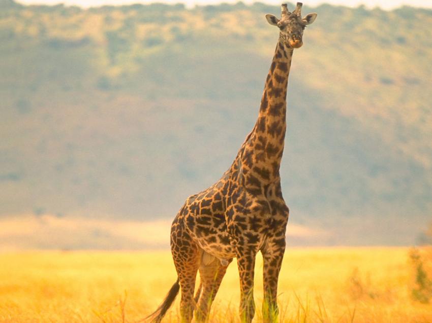 Girafe