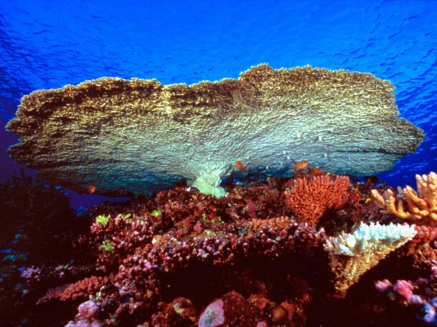 fonds marins